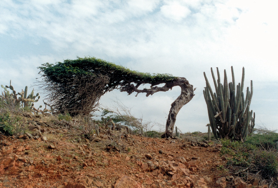 Een door de wind gevormde dividiviboom naast een cactus op Aruba.