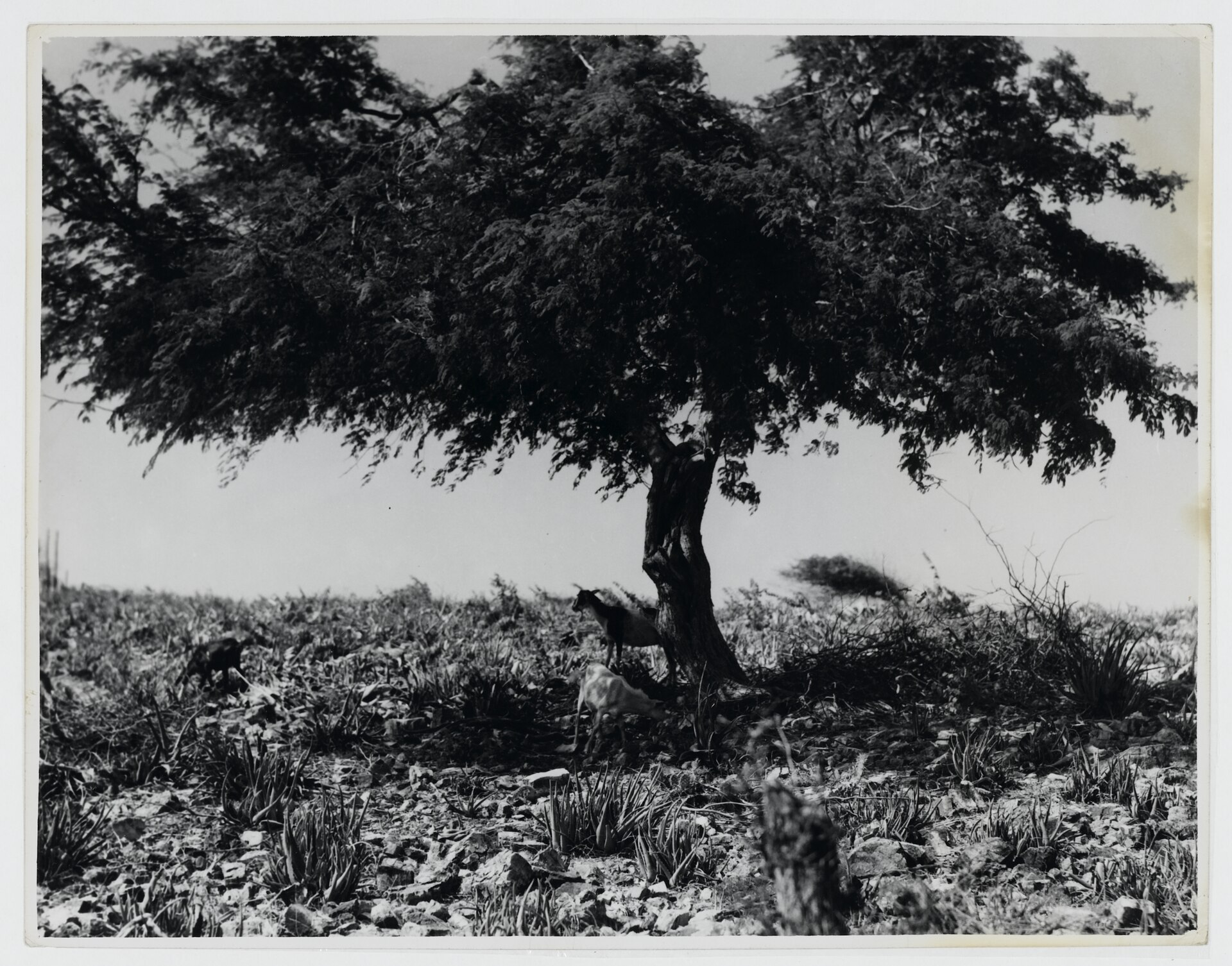 Historische zwart-witfoto van geiten onder een dividiviboom op Bonaire, rond 1930.