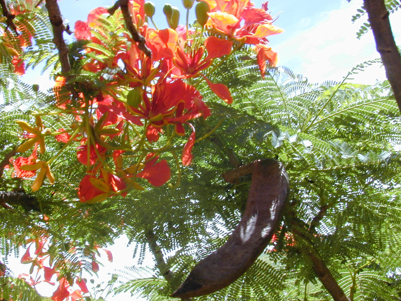 Rode bloemen, fijn verdeeld groen blad en een lange bruine peul van Delonix regia, gefotografeerd in Kahului op Maui.