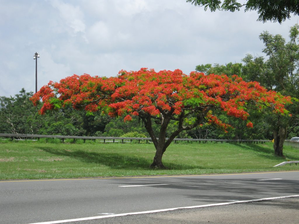 Flamboyant — Delonix regia