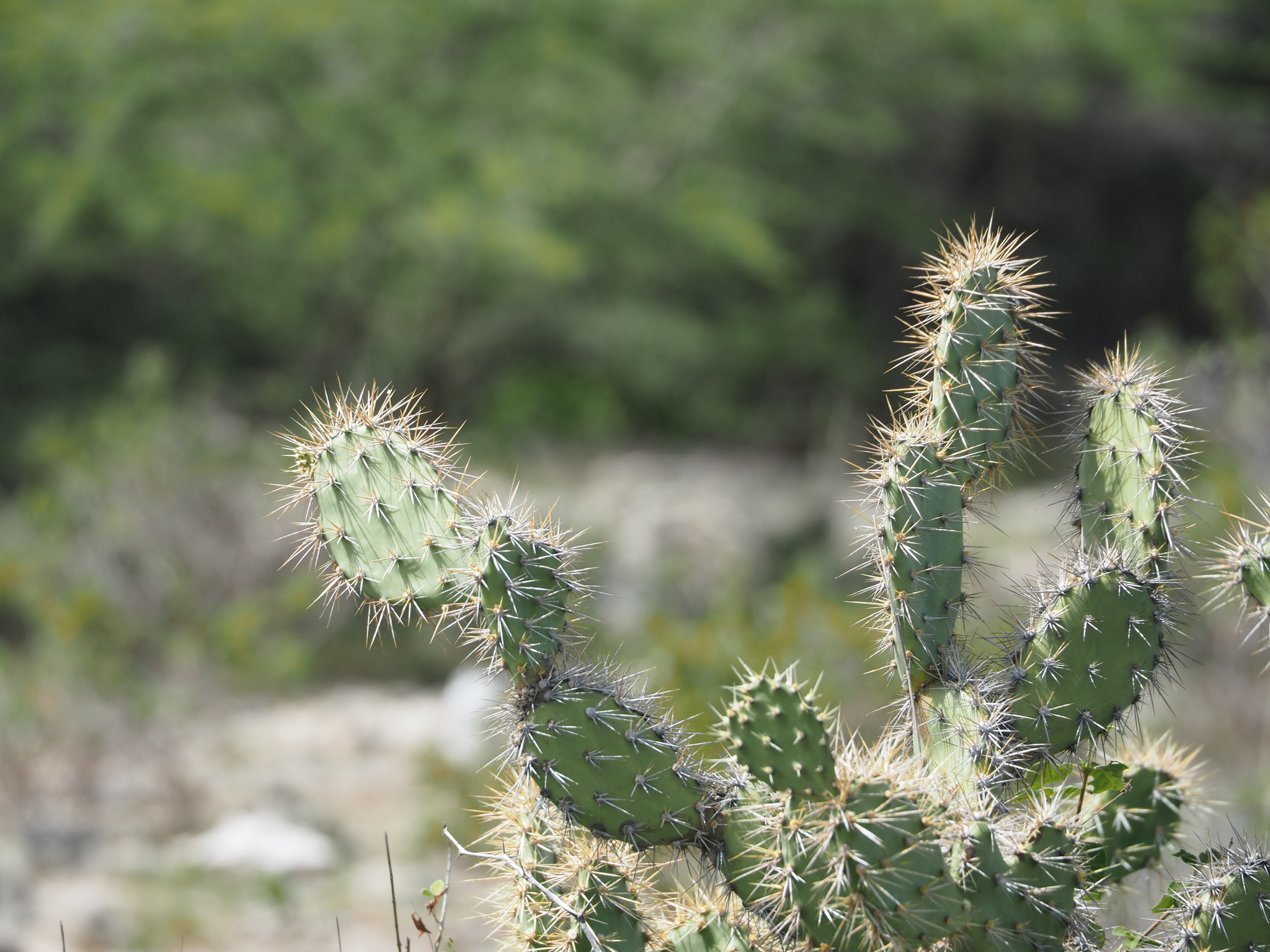Infrou — Opuntia caracassana