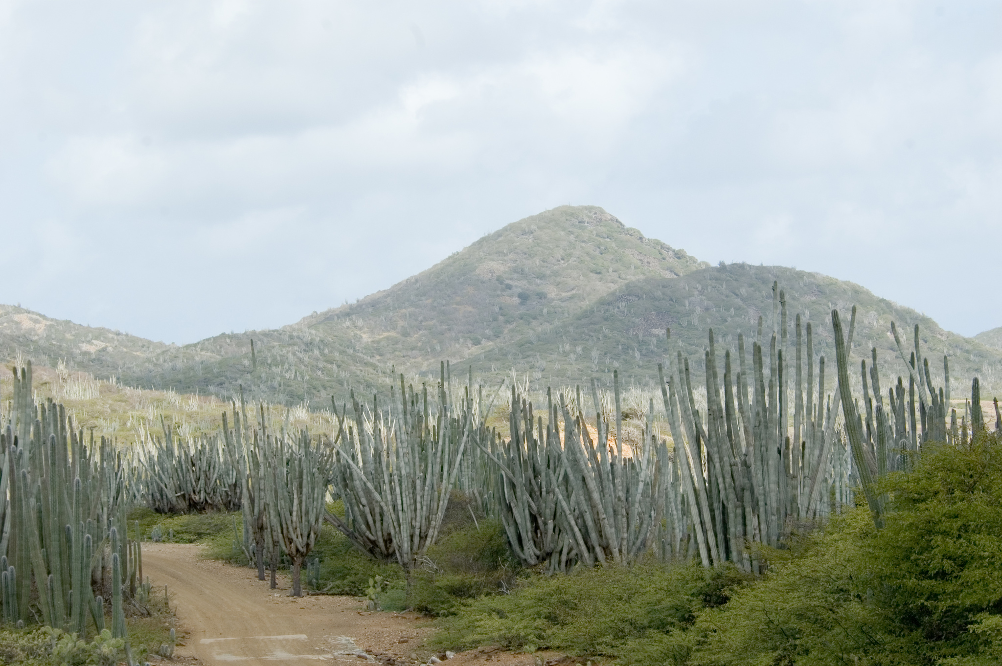 Een zandpad door een landschap met hoge zuilcactussen en begroeide heuvels in het noorden van Bonaire.