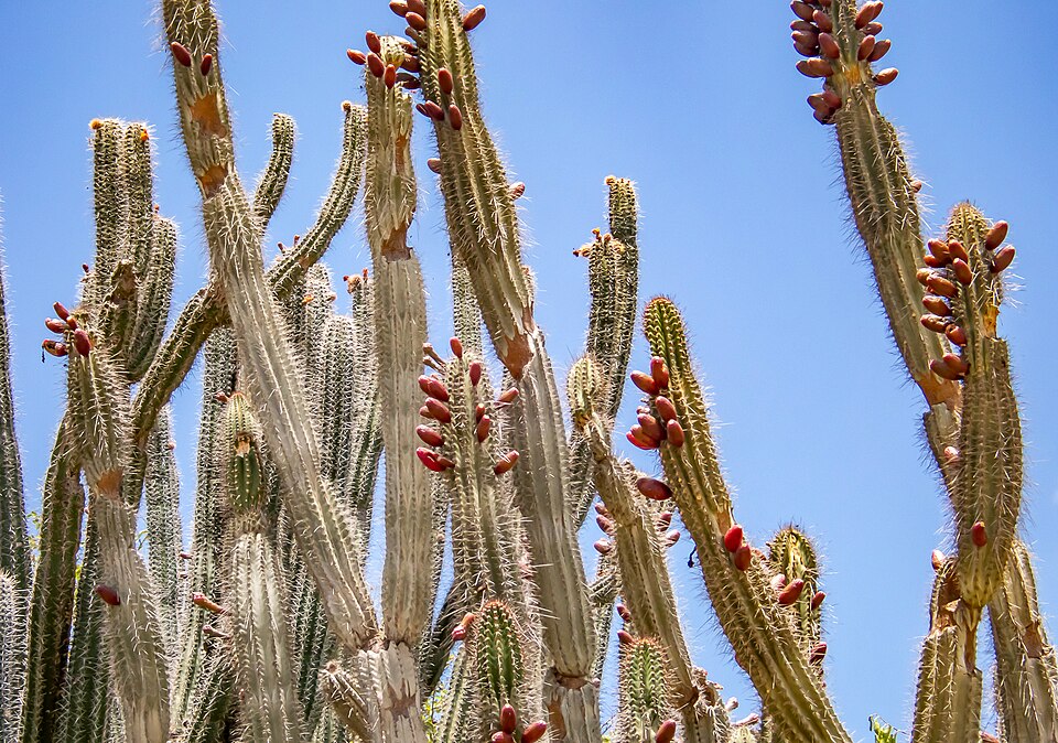 Kadushi — Cereus repandus