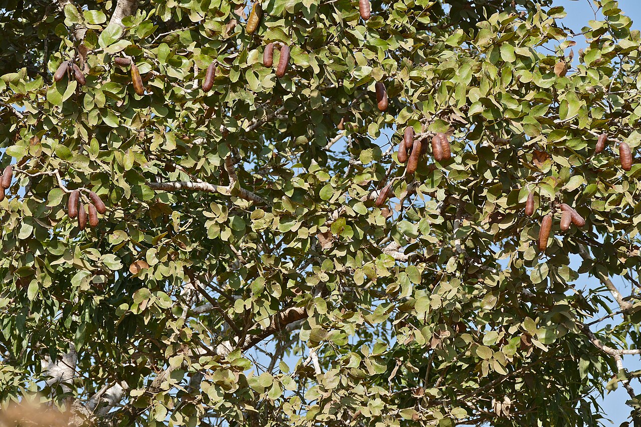 Palu kuki — Hymenaea courbaril