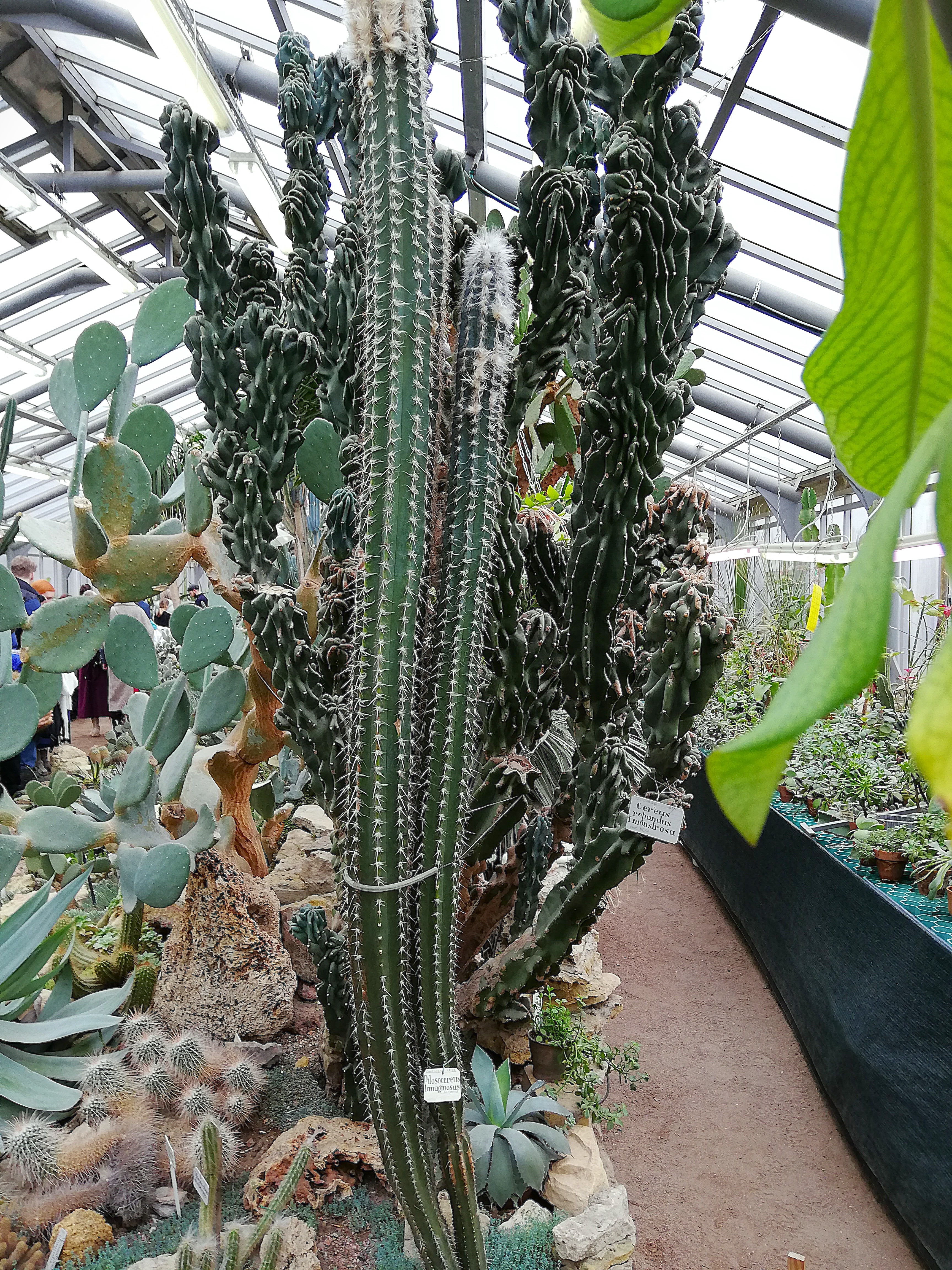 Twee slanke Pilosocereus lanuginosus-zuilen op de voorgrond, met witte haren bovenaan, in de Peter de Grote Botanische Tuin in Sint-Petersburg; andere cactussoorten staan erachter.