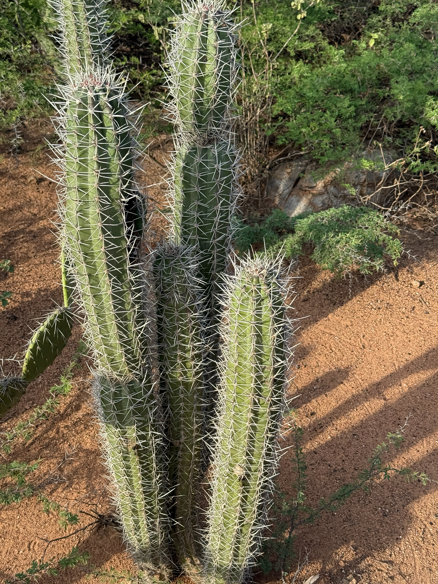 Yatu — Stenocereus griseus